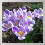 Krokusblommatryck Affischer