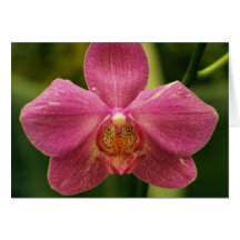 KronaOrchid Hälsnings Kort