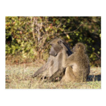 Kruger nationalpark, Sydafrika Vykort