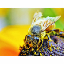 Kryp för biPollenating insekter Photo Cut Out