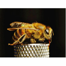Kryp för insekter för biinsektvingar photo sculptures