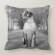 Kudde great dane