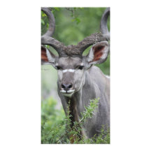 Kudu ansikte anpassade foto kort