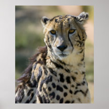 KungCheetah Affischer