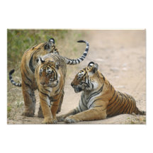 Kunglig Bengal tiger och barn en, Ranthambhor Fotografier