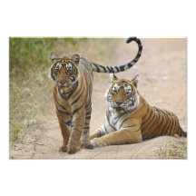 Kunglig Bengal tiger och barn, Ranthambhor Fotografi