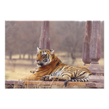 Kunglig Bengal tiger på ceaphen, Foton