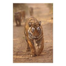 Kungliga Bengal tigrar på spåra, Ranthambhor Fotografi