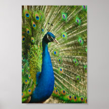KUNGLIGA BLÅTTGRÖNTAR för PÅFÅGEL Peacock-phasiani Posters