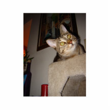 Kuriositet Photo Cutouts