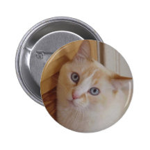 Kute kattunge knappar med nål