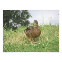 Kvinnlig förstoring för gräsandankafoto