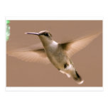 Kvinnlig Hummingbird Vykort