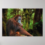 Kvinnlig Orangutan i affisch för djungeldjurlivkon