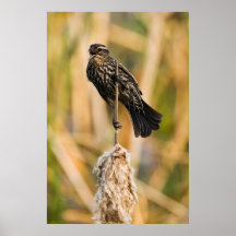 Kvinnlig röd bevingad Blackbird Print