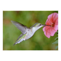 (kvinnlig) Ruby-throated Hummingbird med petuniaen Skräddarsydda Inbjudan