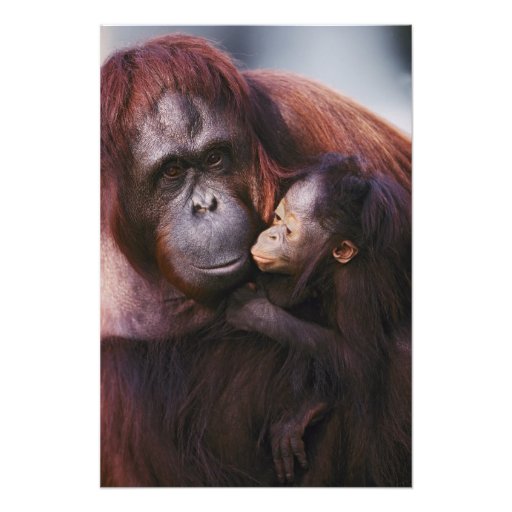 Kvinnlig Sumatran Orangutan med bebiset, Pongo Fotografiskt Tryck