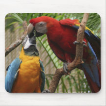 Kyssande Macaws Mus Matta