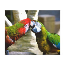 Kyssande Macawskanvastryck