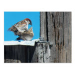 L.O.V.E. birds Post Cards