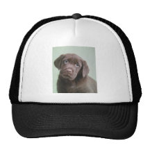 labpup mesh kepsar