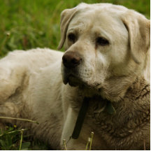 Labrador foto cut outs