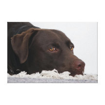 Labrador Lorenzo Leinwand Druck