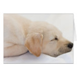 Labrador valp hälsnings kort
