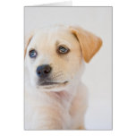 Labrador valp kort
