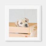 Labrador valp kylskåpmagneter