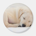 labrador valp kylskåpsnagnet