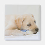 Labrador valp magneter