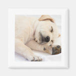 Labrador valp magneter för kylskåp