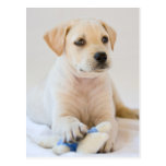 Labrador valp vykort