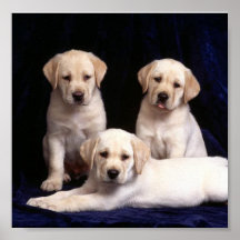 labrador-valpar posters