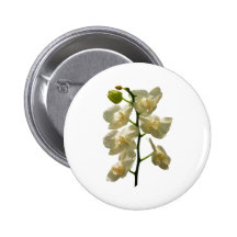 Läckra vitOrchids Knapp Med Nål