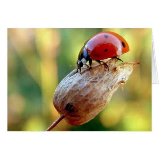Ladtbug Kort
