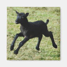 Lamb från den Gotland fårmagneten Kylskåps Magneter