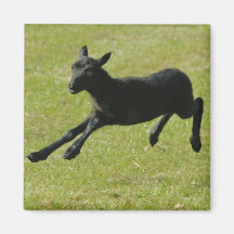 Lamb från den Gotland fårmagneten Kylskåpmagneter