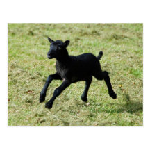 Lamb från Gotland fårvykort
