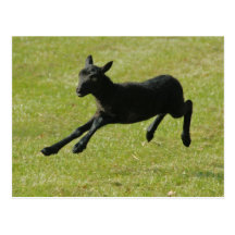 Lamb från Gotland fårvykort