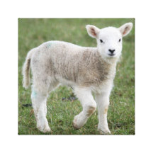 Lamb Kanvasduk Med Gallerikvalitet