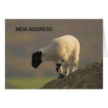 Lamb på ett nytt adress kort för bergstopp