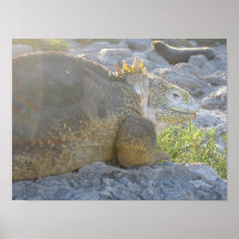 Landleguan Affischer