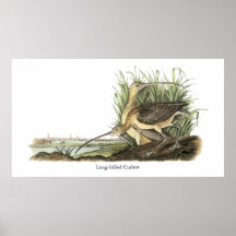 Lång-fakturerad Curlew, John Audubon Affisch