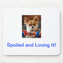 Lång Haired Chihuahua Musmatta