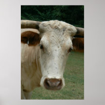 Lång Horned tjur Posters
