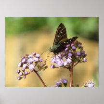 Lång-tailed skeppare på mistblomma posters