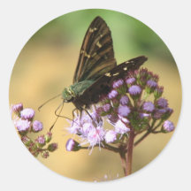 Lång-tailed skeppareklistermärke