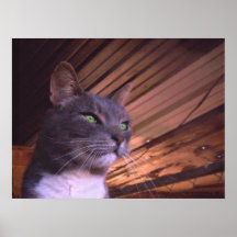 Lantgårdkattstirrande Print